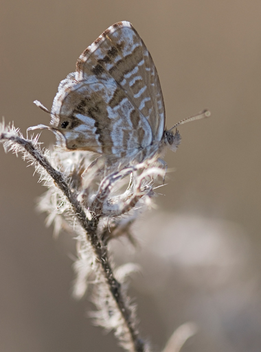 Cacyreus marshalli